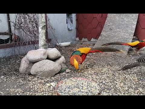 Roczne bażanty złociste w mojej hodowli. samce i samice Bażanty złote