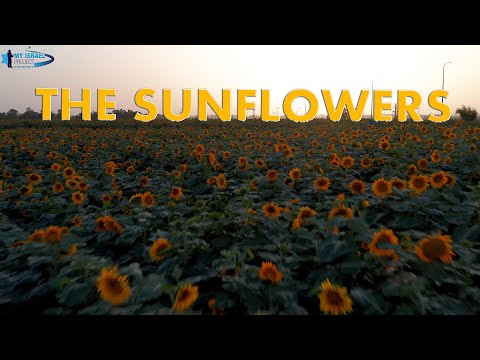 My Israel Project 4K - A Sunflowers field at the sunset