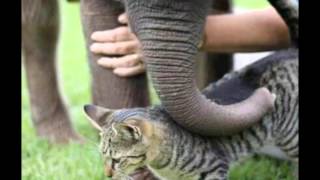 Esthero- Half a world away