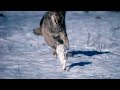 Watch The Full Animal Planet Hindi Documentary On European Wild Wolves Animal Planet