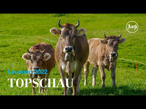 Schönheitswettbewerb der Kühe: Topschau Lauenen 2022