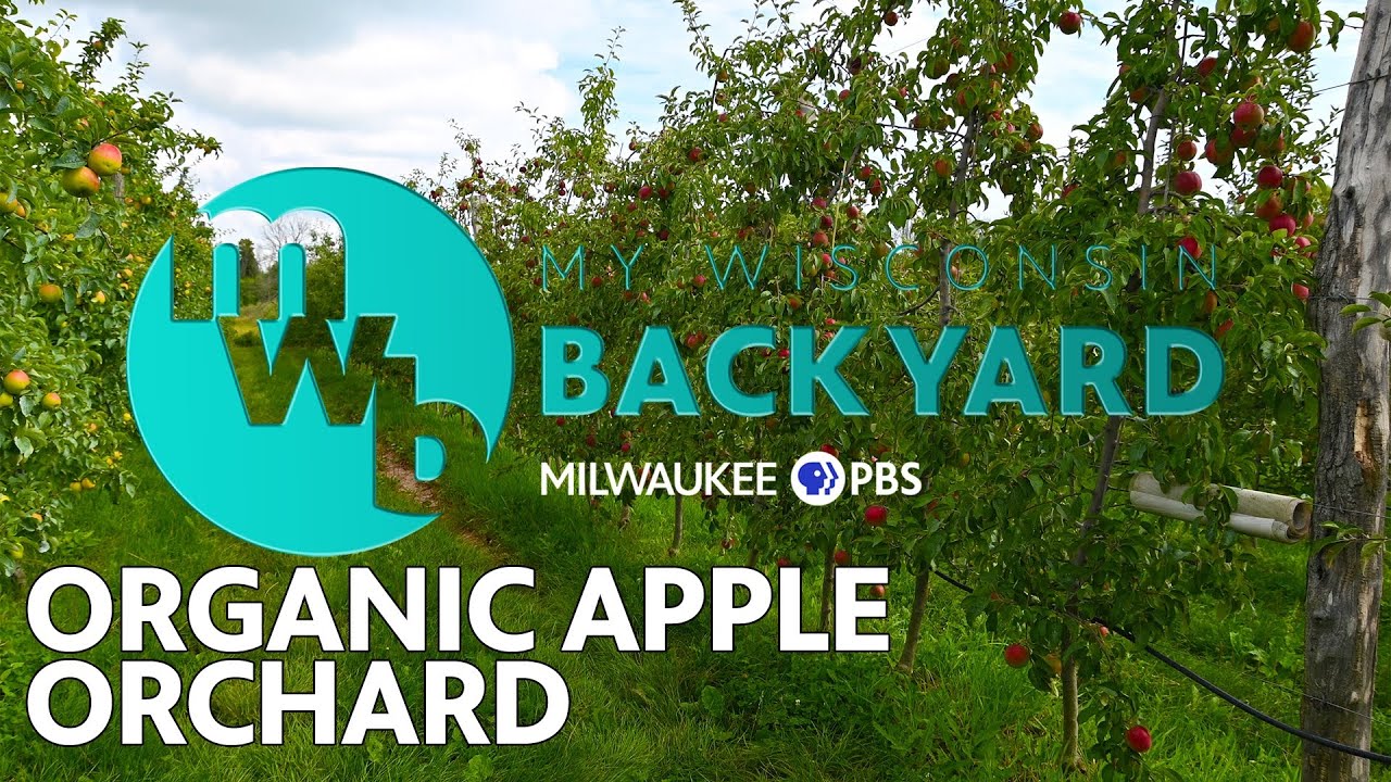 My Wisconsin Backyard | Web Series | Organic Apple Orchard