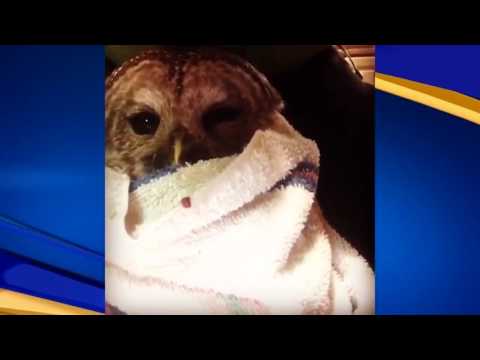 Barred owl recovering after colliding with truck