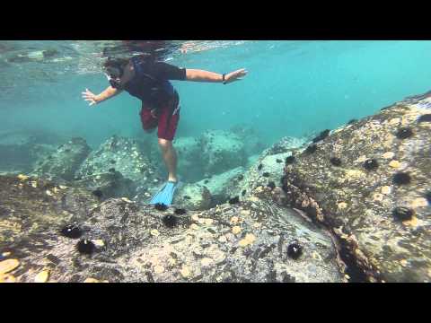Snorkeling at Jumeirah Beach