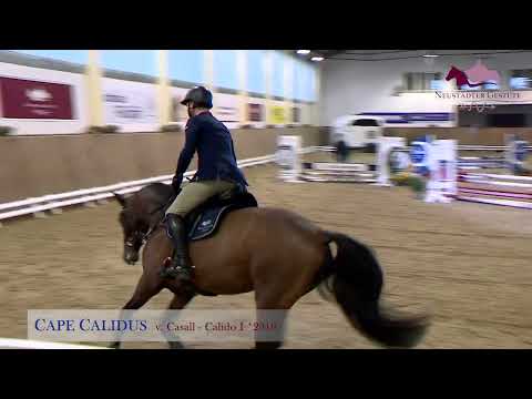 Cape Calidus v. Casall - Calido I - Landgraf I