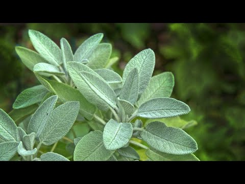 Salbei ist völlig unterschätzt! Anwendung & Wirkung | Heilpflanze