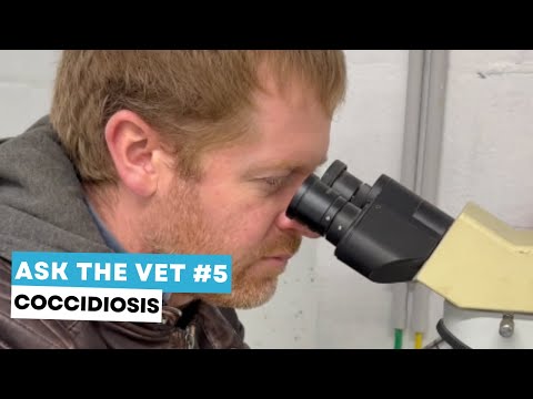 Ask the vet #5: coccidiosis