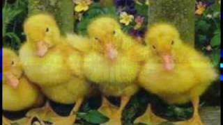 Θ Nice Weather for Ducks Θ