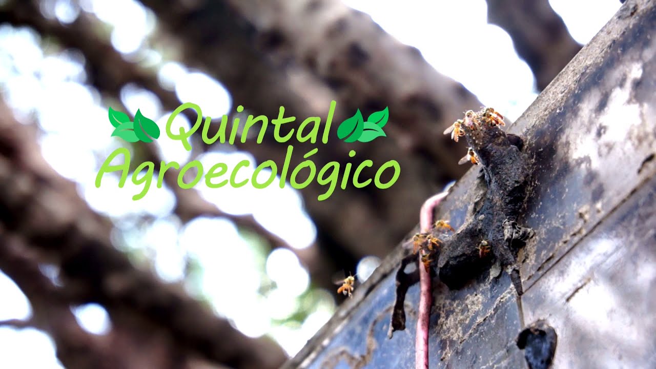 Quintal Agroecológico