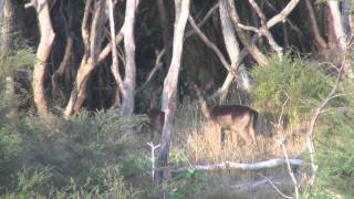 preview picture of video 'Living Off  The Land - Wildnewzealand Films'