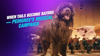 Pedigree’s Brilliant “Tail Orchestra” Campaign | Where Every Wag Becomes a Melody 🐶🎵