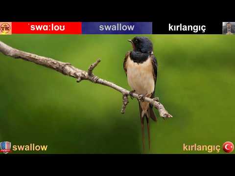 Swallow - Kırlangıç  | English-Turkish Video Dictionary  |  İngilizce-Türkçe Video Sözlük