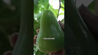 原來蓮霧也有綠色的！這些罕見顏色的蓮霧竟然存在？?? Unseen Colors of Wax Apples You Must Know!#綠色蓮霧 #水果知識 #罕見顏色 #RareFruit