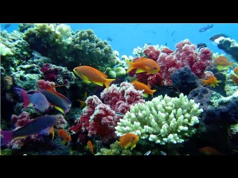 Ultimate Fiji Diving HD revised