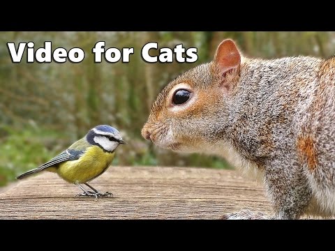 Videos for Cats to Watch : Birds Chirping and Squirrels Extravaganza