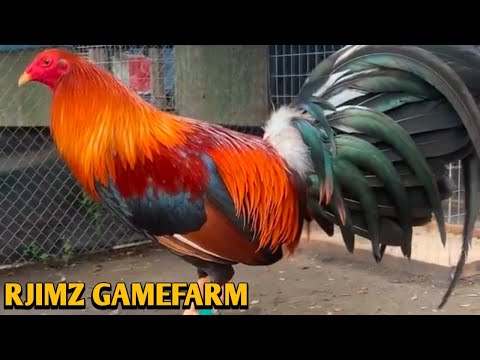 Sweater Grey Yellow leg hatch - RJIMZ FARM