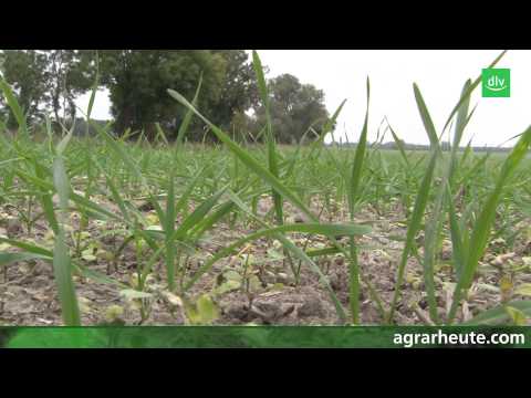 Vegetationsreport: Getreide fit für den Winter machen