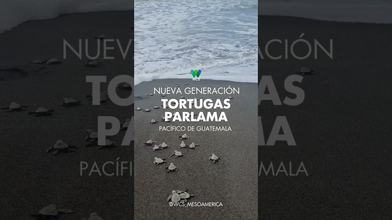 Nueva generación de tortugas parlama nace en Tecojate (Guatemala)