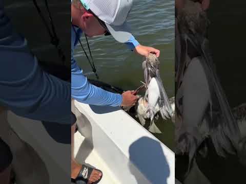 Small bird 🦢 big fish #beats #funny #shorts