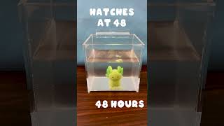 Product video