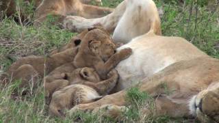 Lion Cubs Feeding - Serengeti