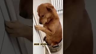 dog funny video ?? || #shorts #funnyvideo