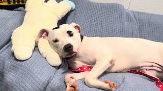 Sweet little shy Dot A# 237221