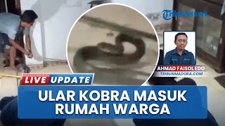 Damkar Bangkalan Amankan Kobra Sepanjang 1,5 Meter, Diduga Masuk Permukiman dari Kebun Salak