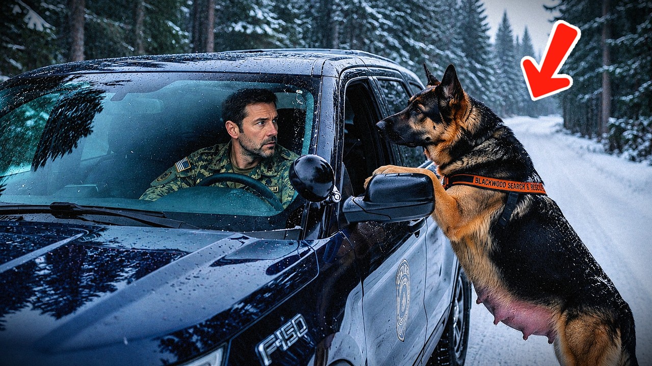 A Pregnant K9 Stopped a Navy SEAL’s Truck in a Blizzard — What She Led Him To Changed Everything