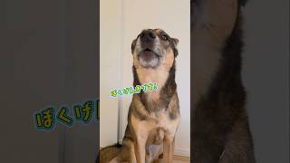 おはようまるちゃん🌞#雑種犬 #雑種 #保護犬 #犬のいる暮らし #いぬのいる生活 #おしゃべり犬