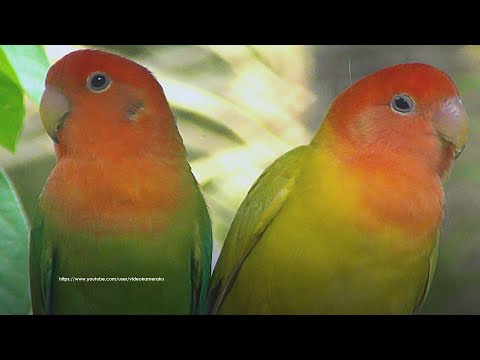 Lovebird's Call Sounds - Rosy-faced Lovebirds - Melon and Lemon 2023