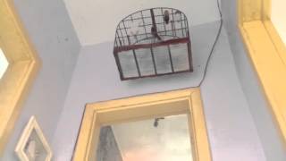 CURIÓ SAPUCAIA