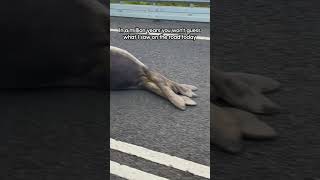 Paint me like one of your French seals🤣🦭 (Via -  Leigh M.) #Seal #FunnySeal #Wildlife #Traffic