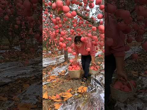 Juicy Sweet Red Fuji Apples #satisfying #fruit #agriculture
