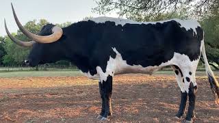 Stanley, the Majestic Giant Longhorn