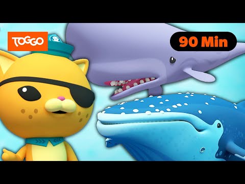 Die Oktonauten | Alle Wal-Folgen | Ganze Folge Deutsch | TOGGO Serien