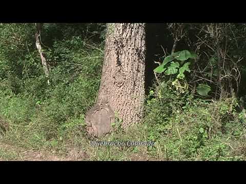 Red Quebracho. Characteristics and Description of this Tree. Flora and Fauna.