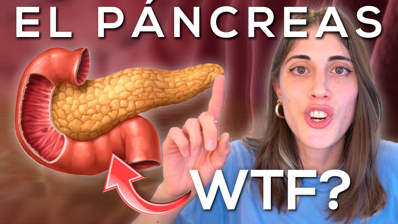 ¿Qué es la glándula del páncreas? LIB Answers