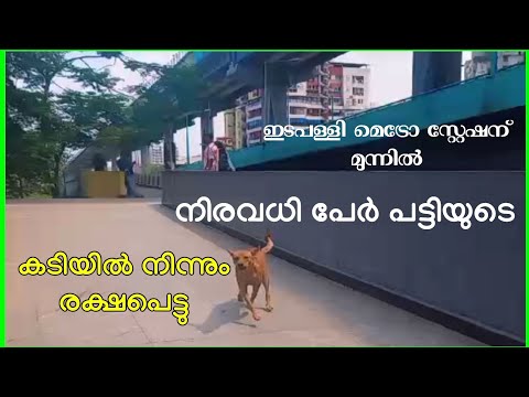 ഇടപ്പള്ളി /തെരുവ് പട്ടികൾ കാൽനട യാത്രക്കാർക്ക് ഭീഷണി #streetdog #today #news