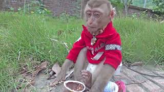 Baby monkey is very cute