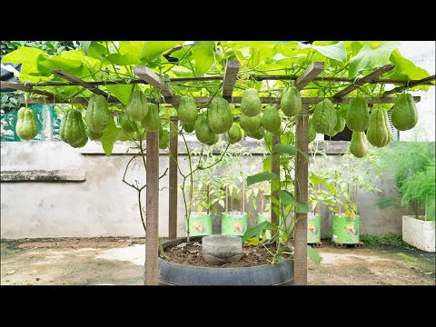 Great secret to growing chayote, lots of fruit but low cost