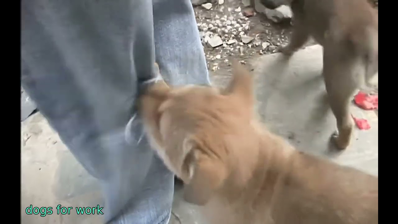dogs for work