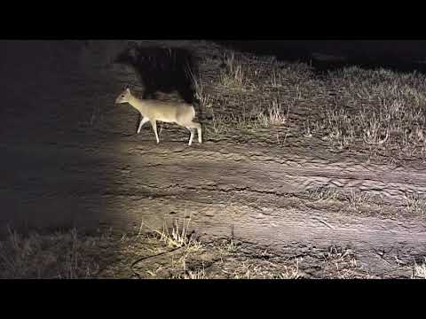 Djuma: Duiker wanders around as lions heard roaring - 23:43 - 08/09/18