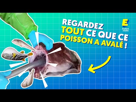 Regardez tout ce que poisson a avalé ! 🐟😱 #shorts