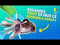 Regardez Tout Ce Que Poisson A Avalé Shorts
