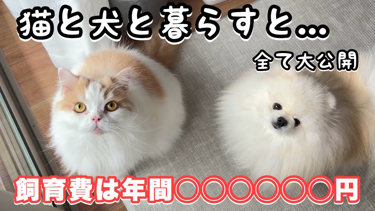 【超リアルなお金の話】猫と犬と暮らすと1年で飼育費はこれくらいかかります！
