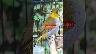 Download lagu pleci betina memanggil jantan #plecigacor mp3