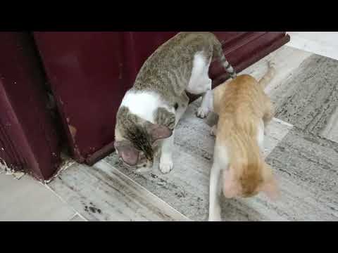 Roshini chandini cute cats😽😽