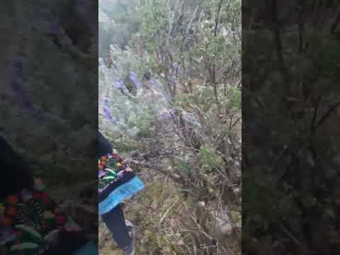 Comúnpasto- Mariscal Luzuriaga