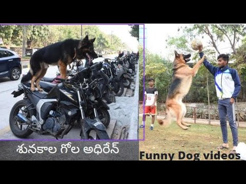 Cute and Funny Dog Videos compilation#15/ Niveditha Doggies world.